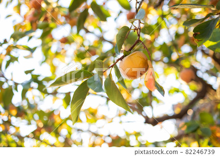 A lot of mulberry trees A lot of mulberry trees 82246739