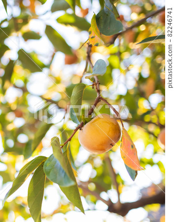A lot of mulberry trees A lot of mulberry trees 82246741