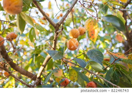 A lot of mulberry trees A lot of mulberry trees 82246743