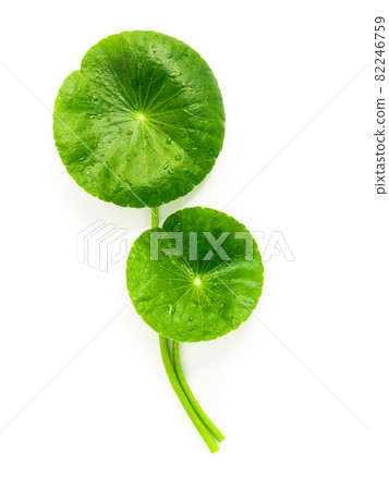 Centella asiatica leaves isolated on white background. Centella asiatica leaves isolated on white background. 82246759