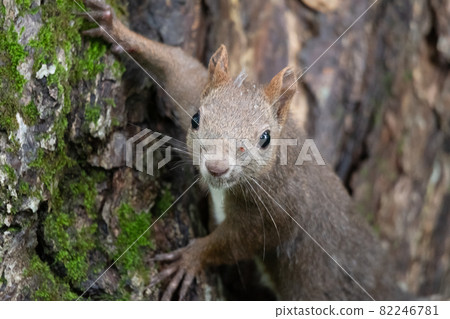 Ezorisu Ezorisu 82246781