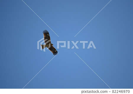 A kite flying over the sky 82246970