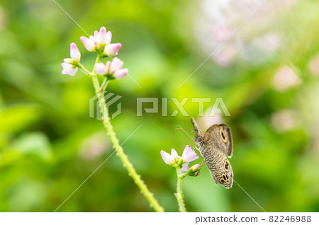 Ypthima argus 82246988