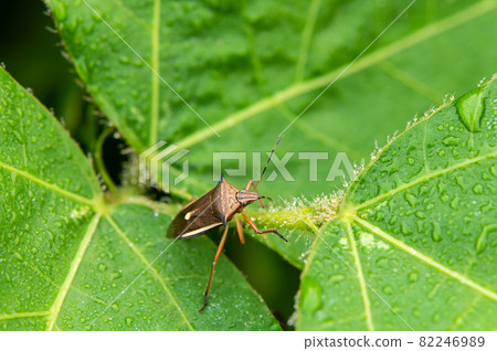 白尾蝴蝶蟲 白尾蝴蝶蟲 82246989