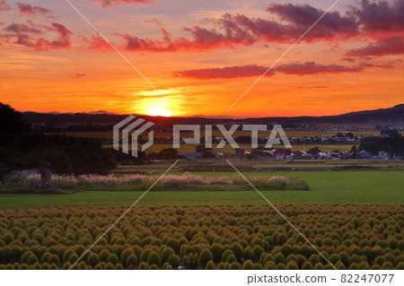 福島縣山川縣豬苗代町大澤川蓋利斯特公園豬苗代草本園的Kokia田和日落 82247077