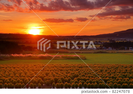 福島縣山川縣豬苗代町大澤川蓋利斯特公園豬苗代草本園的Kokia田和日落 82247078