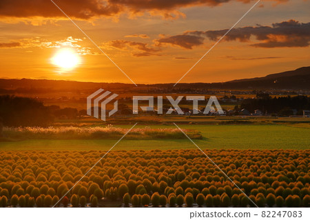 Kokia field and sunset at Inawashiro Herb Garden in Listel Park, Oaza Kawageta, Inawashiro Town, Yama District, Fukushima Prefecture 82247083