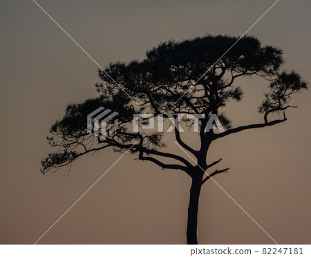 The silhouette of trees at sunset on Dauphin Island, Mobile County, Alabama 82247181