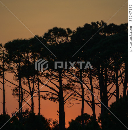 The silhouette of trees at sunset on Dauphin Island, Mobile County, Alabama 82247182