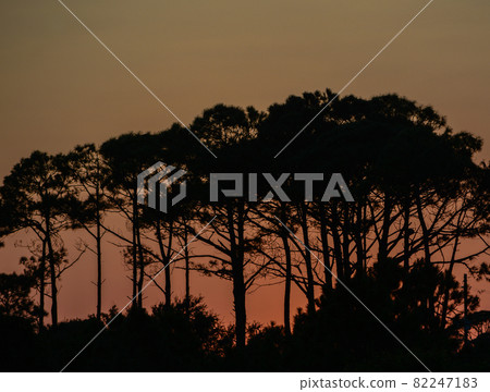 The silhouette of trees at sunset on Dauphin Island, Mobile County, Alabama 82247183