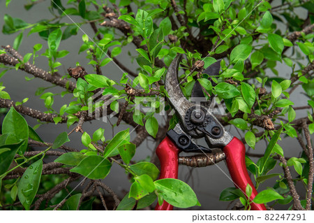Thailand, Blade, Botany, Bush, Color Image Thailand, Blade, Botany, Bush, Color Image 82247291