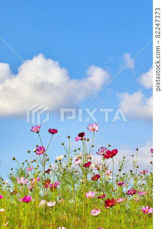 藍色秋天的天空和波斯菊花田風景 藍色秋天的天空和波斯菊花田風景 82247373