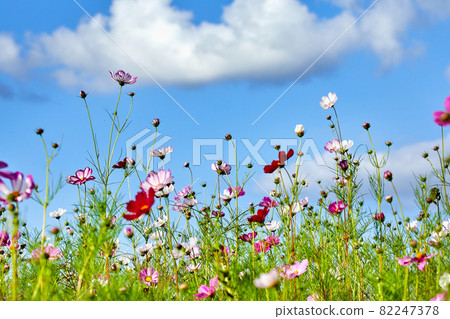 藍色秋天的天空和波斯菊花田風景 藍色秋天的天空和波斯菊花田風景 82247378