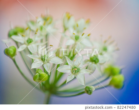 Nira Flower Nira Flower 82247480