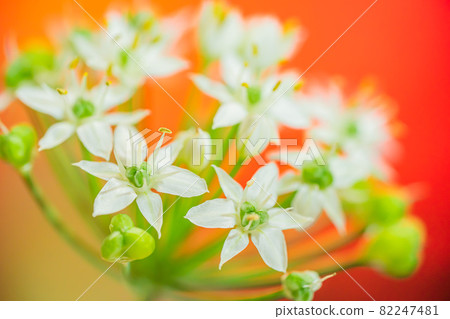 Nira Flower Nira Flower 82247481