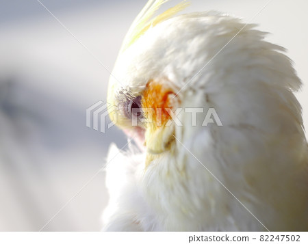 Sunbird Sunbird 82247502
