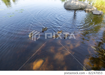 Ducks swim in the Vuoksa River in the city of Priozersk, Leningrad Region, Russia 82247853