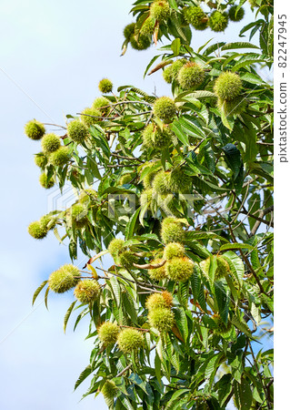 Chestnuts and chestnuts, chestnuts Chestnuts and chestnuts, chestnuts 82247945