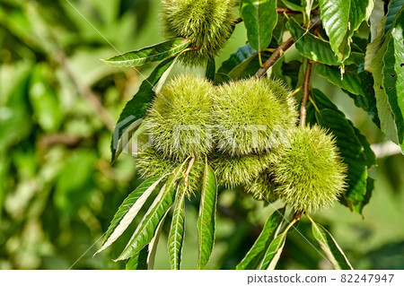 Chestnuts and chestnuts, chestnuts Chestnuts and chestnuts, chestnuts 82247947