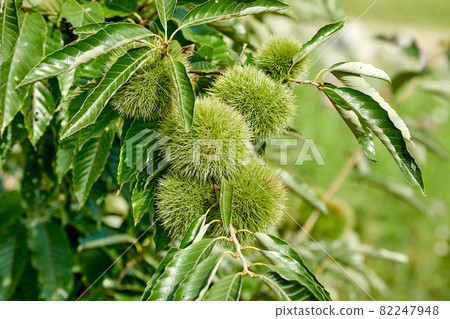 Chestnuts and chestnuts, chestnuts 82247948