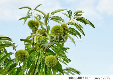 Chestnuts and chestnuts, chestnuts 82247949