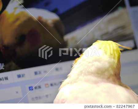 太陽鳥 太陽鳥 82247967