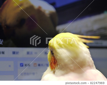 太陽鳥 82247969