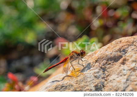 Red dragonfly sits on a stone in the garden. 82248206