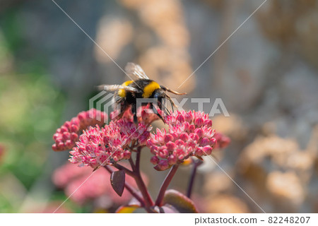 A bumblebee on a pink flower collects nectar. Macro photography, selective focus. 82248207
