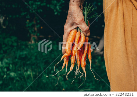 Carrots harvest in very old woman's hand. Carrots harvest in very old woman's hand. 82248231