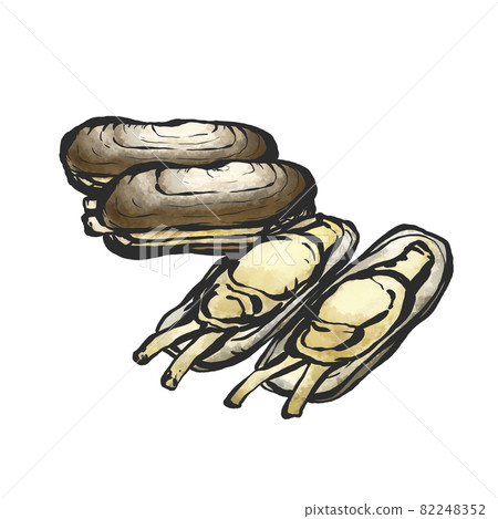 Hand-painted brush painting style illustration of Sinonovacula Hand-painted brush painting style illustration of Sinonovacula 82248352