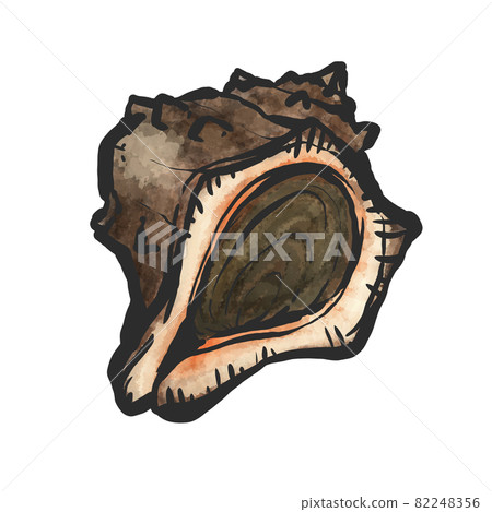 Hand-painted brush painting style illustration of Akanishi shellfish Hand-painted brush painting style illustration of Akanishi shellfish 82248356