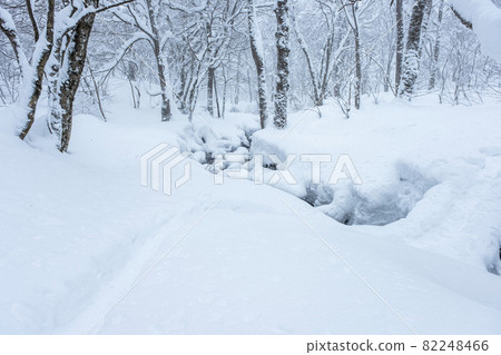 雪鞋徒步旅行的圖像（大山北谷澤小溪） 82248466