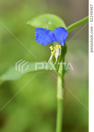 A fragile Commelina communis flower that blooms in the morning and withers in the daytime, with its bright blue color that stands out. 82248467