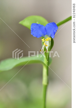 A fragile Commelina communis flower that blooms in the morning and withers in the daytime, with its bright blue color that stands out. 82248468
