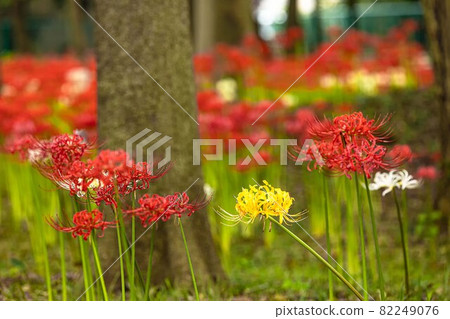 Cluster amaryllis that colorfully dyes the autumn scenery 82249076