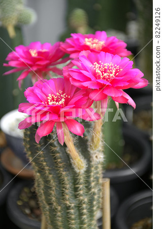 Pink hybrid lobivia spp. Pink hybrid lobivia spp. 82249126