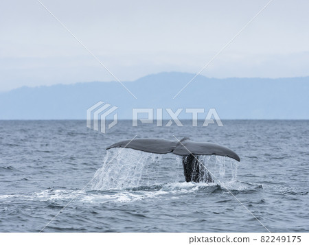 Squirrel tail fin Squirrel tail fin 82249175