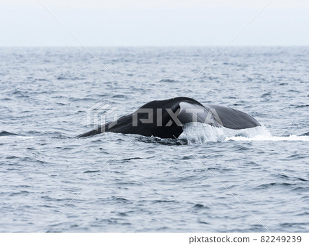 松鼠尾鰭 82249239