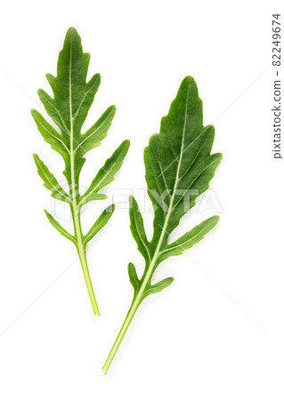 Arugula leaves isolated on white background. Closeup fresh wild rocket leaves on white background top view. Arugula leaves isolated on white background. Closeup fresh wild rocket leaves on white background top view. 82249674