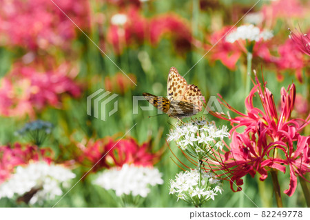 Brenthis daphne 和紅色群集孤挺花 82249778