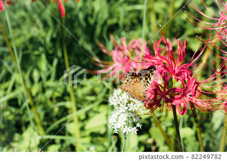Brenthis daphne and red cluster amaryllis 82249782