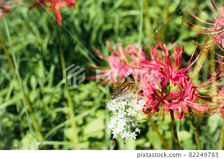 Brenthis daphne and red cluster amaryllis 82249783