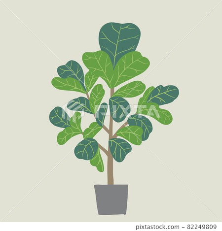 Doodle freehand sketch drawing of fiddle leaf fig tree. 82249809