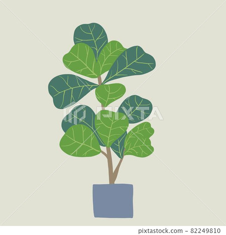 Doodle freehand sketch drawing of fiddle leaf fig tree. 82249810