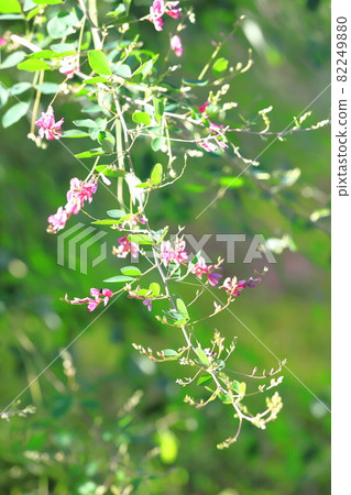 水邊搖曳的萩花 水邊搖曳的萩花 82249880