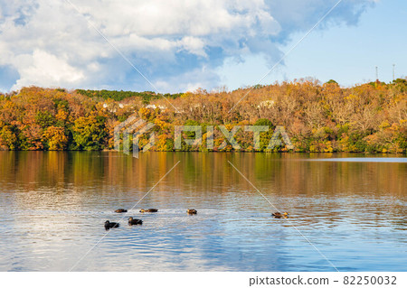 伊豆之瞳，秋色的一碧湖 82250032