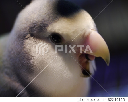 愛情鸚鵡 82250123