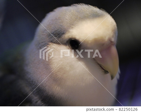 愛情鸚鵡 82250126