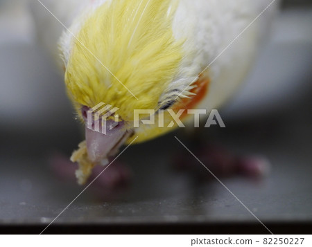 Sunbird Sunbird 82250227
